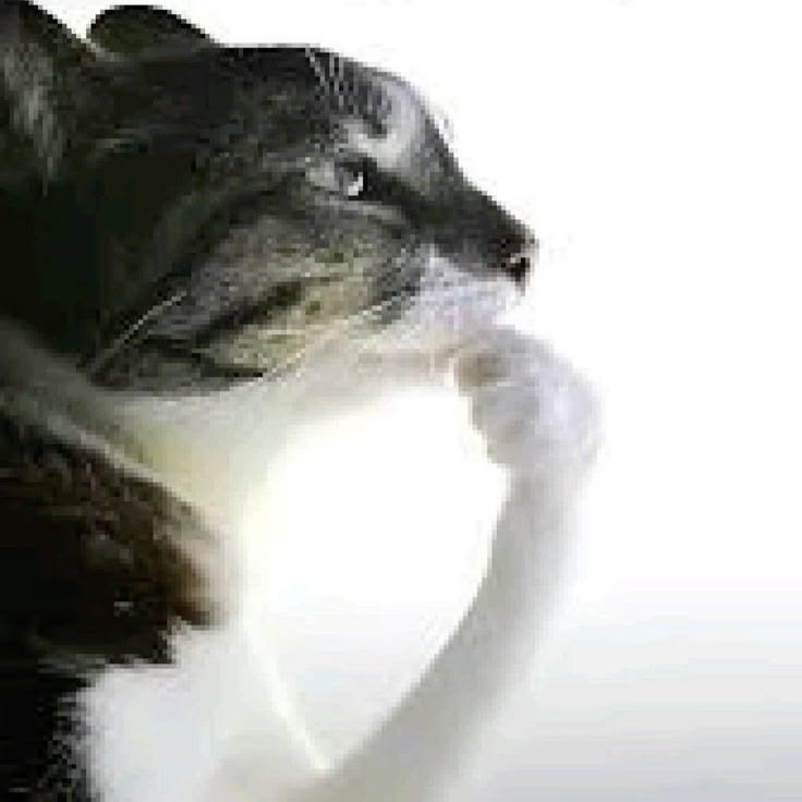 hiiosakii