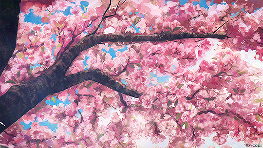 sakuratoon